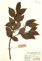 藏品(香葉樹)的圖片